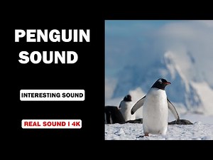 Real Penguin Sounds | High Quality | Interesting Penguin Experience! | 4K