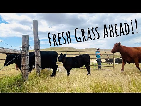 New Pasture Day! Moving Cows & Getting Water Flowing