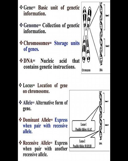 Allele and Gene and Genome and DNA and Chromosomes Definitions #geneticteacher