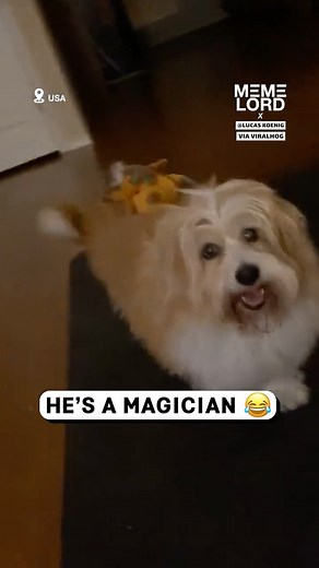 9.8K views · 148 reactions | This dog's a magician!  | Meme Lord | Facebook
