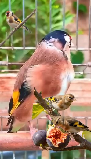 Beautiful singing 🎶🐦❤️ #Goldfinch_singing #goldfinch #bird_chirping #singing #nature #jilguero #chardonnermajor #carduelis #goldfinches #freedom #pertator #birds #cage #breeding #Morocco #Algeria | Wild Bird Beauty