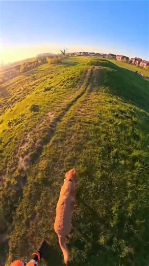 Ancient long barrow sunrise. #dogwalk #labradorretriever @4seasonbackpacking