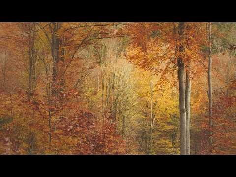 🌳 4K - Relaxing Nature Sounds For Stress Relief, Forest Sounds, Bird Song, No AI