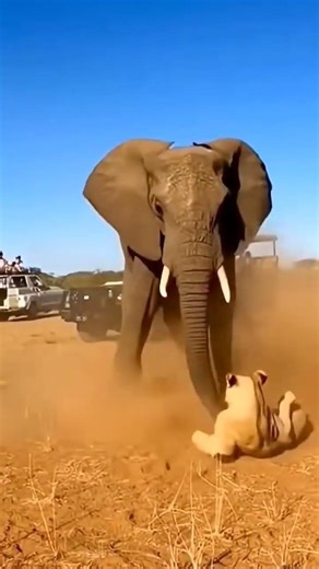 Elephant casually showing who's the real king of the jungle 🐘
