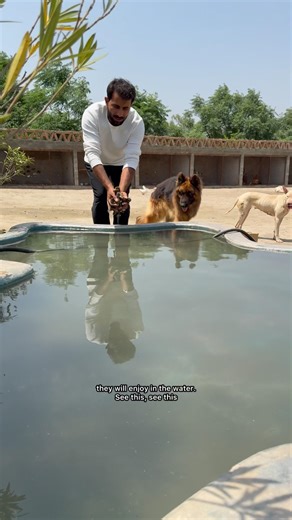 Ducklings are swimming in the pool #ducklings #minizoo #rehmanchvlogs #foryou #germanshepherd