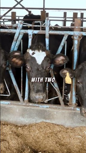 Certified Pre-Owned Lely Robot Makes Life Easier