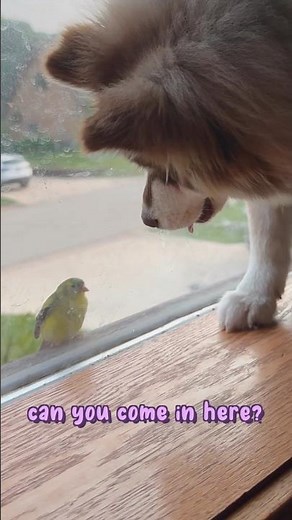 Tiny bird 🥹 makes friends with Playful Pomsky 🐕❤️! #cutedog #puppy #babybird