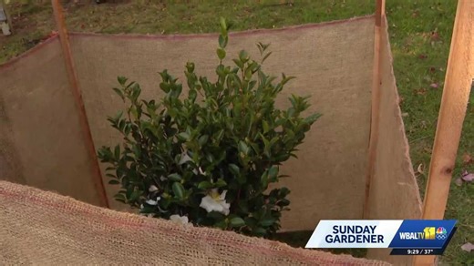 Sunday Gardener: Identifying and protecting evergreen plant varieties