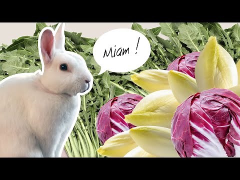 Introduire des légumes dans l'alimentation de son lapin