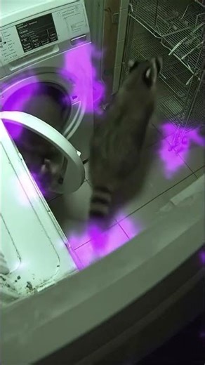 🦝 Curious Raccoon Alert!