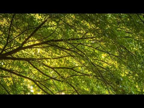 Live Stream Healing leaf Music