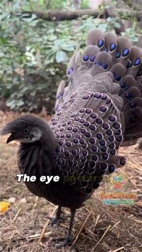 Beauty in the wild🦚 Have you ever seen a peacock in real life?👀✨ #peacock #birds #animalfacts #fyp