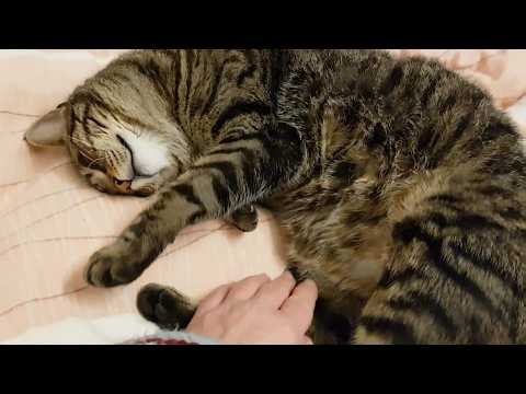 Hazel approves of belly rubs
