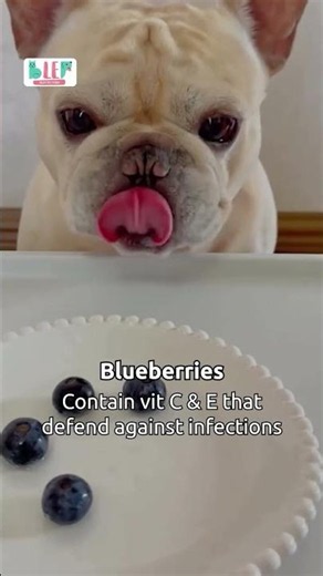 BLEP Nutrition Tips: 4 Foods for a Stronger Immune System 🦴✅