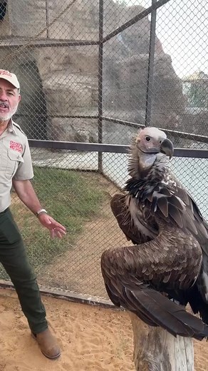 5.3K views · 61 reactions | THE BIGGEST VULTURE IN AFRICA勞 This is a Lappet-Faced Vulture and boy do they have a temper They are a very large bird and are not afraid to show it • • • #huge #bird #lappet #faced #vulture #fun #wild #giant #angry #wings #cool #video #moments #wild #wildlife #funny #big #birds #africa #tik #tok #tiktok #tiktokanimals #amazing #beautiful #animals #aggressive | jacqueline wijaya | Facebook