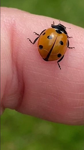 Ladybug takes flight! #homeeducation #nature #homeschooling #ladybug #unschooling #beetle #insects