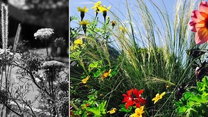 Le village de #Châtel en été est un vaste jardin champêtre, ouvert sur la montagne. Une invitation à la rêverie, aux balades et à l'immersion dans une nature luxuriante et préservée... | Châtel