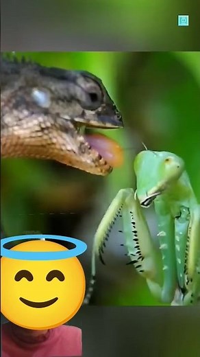 🕷️ “The Deadliest Insect on Earth — The Killer Praying Mantis!” 😳✨#facts #shots