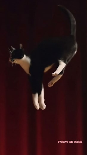 Baby's Amazing Backflip Cat Performance! 👶🐈✨