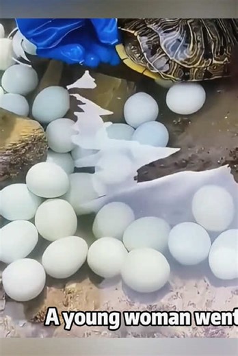 Discovering Turtle Eggs at the Beach: Can They Hatch?