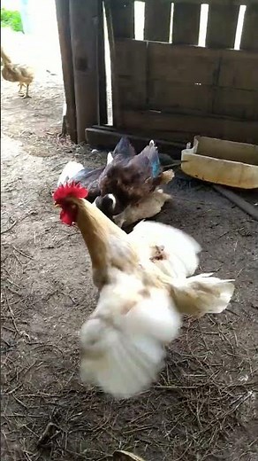 Male Hybrid Duck take turns mating