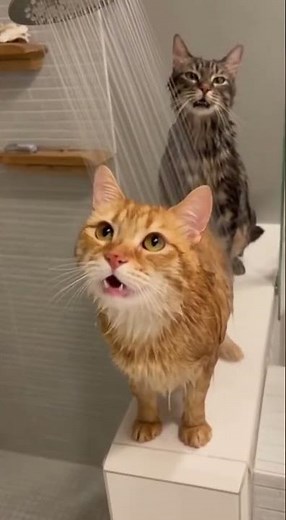 🐱 Cats Enjoying a Shower Bath Like Humans! 😍 | Funny & Cute Cat Moments #Shorts #sora2 #cat #funny