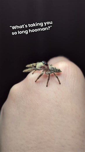 If jumping spiders could talk 🤣 #jumpingspider #petspider #shorts