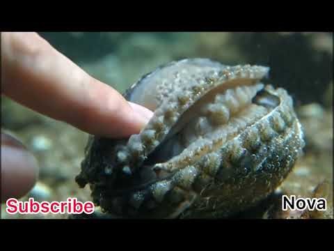 Luxury ASMR Experience 🌙 | Whispered Touch & Calm Sounds”\t