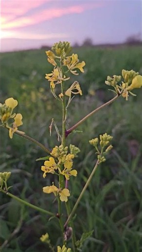 Rare Yellow Bell Flower in 4K 🌼🔔💛✨