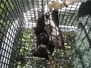 10K views · 1.3K reactions | When it comes to most animals, mother...