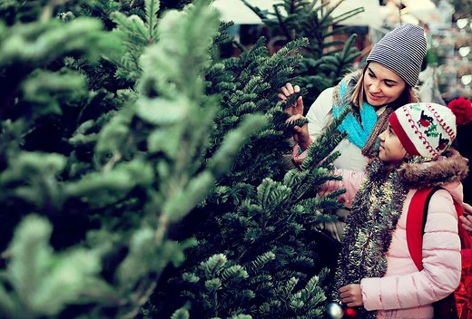 How to Choose a Christmas Tree That Fits Your Home Perfectly