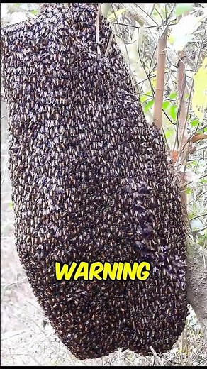🚨 Why Thousands of Bees Suddenly Take Over Houses