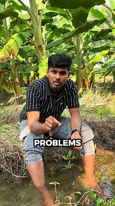 Water-efficient banana farming using mulching and drip irrigation. Improves soil moisture retention, reduces water usage, and supports sustainable agriculture. . . #agriculture #farming #banana #bananaplant #reachmore | Velaantv