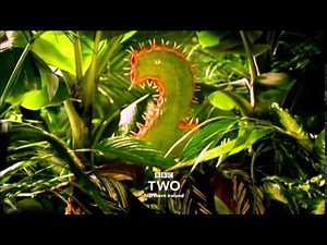 BBC two northern ireland Predator (Venus Fly Trap) ident 2015