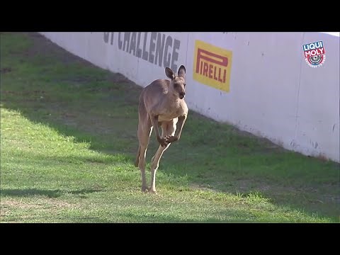 Bathurst 12 Hour: This kangaroo on Mount Panorama is the best thing ever