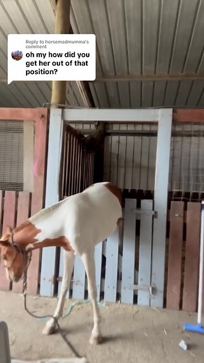 Hilarious Horse Fail Compilation: Oops Moments & Silly Mistakes