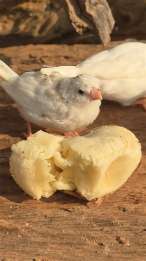 Morning bird sounds, Zebra finch singing sounds