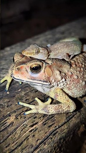 Toad and Lizard boing funny | Frog Survival Funny | Animal frog funny | tep longheng funny