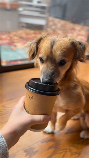 Tiki the Rescue Dog on Instagram: "We’ve been renovating our living room with three self-appointed supervisors. Zero help, but they made sure we had plenty of distraction time. #gotikigo #tikiplustwo #dogsoﬁnstagram #rescuedogs #renovation"