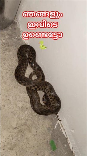 അത്താഴം മുടക്കി സമരം 🐍| Snake inside the kitchen #sarpa #urbansnakelife #snakevideo
