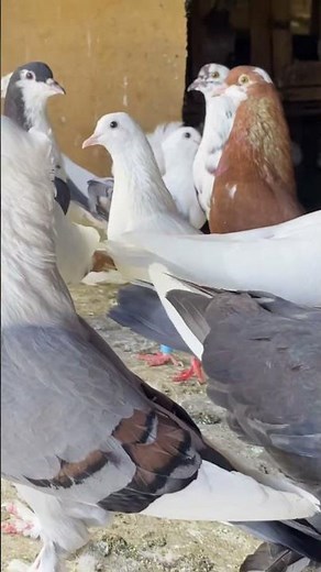 ✨ A Quick Look Inside the Dream Pigeon Loft! #pigeons #pigeon #pigeon101