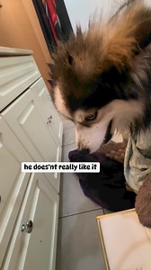 #Pomsky #puppy #grooming #puppylove #fypシ゚ #reelsviralシ #fb #followers #nonfollowers #viewers #contentcreator #followme #followonfacebook #thankyou | Ate Jennifer B McIntosh