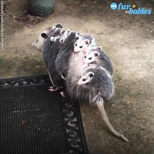 All aboard! Opossum babies hitch a ride on their mama’s back. https://gma.abc/2ZzRteQ | Good Morning America
