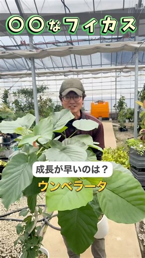 The most ____ Ficus [Houseplant]