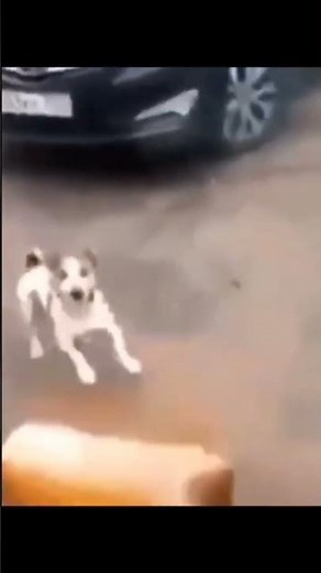 perro explota con sonido de Blass processing #memes #shorts