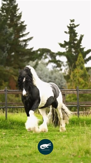 ishowbreeds on Instagram: "The Gypsy Vanner (Equus ferus caballus) is one of the most beautiful and affectionate horse breeds in the world, originally bred by the Irish Travellers (Gypsies) to pull their colorful wagons across Europe. Known for its flowing mane, feathered legs, and strong yet graceful build, this horse looks like it stepped straight out of a storybook. Gypsy Vanners typically stand 14 to 15.2 hands tall (56–62 inches / 142–157 cm) and weigh around 1,000–1,400 pounds (450–635 kg)