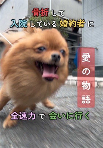愛犬(ポメラニアン)の『しんべヱ』は現在入院中ですが、我が家にはもう一頭ポメラニアンが暮らしいています。 名前は『ぬぽ』ちゃん♀です(いぬの「ぬ」とポメラニアンの「ポ」を合わせて命名しました)🐶 相性が合えば結婚させたいと思っているので、今は婚約者といったところでしょうか笑 今回はそんな『ぬぽ』がしんべヱのお見舞いに行ったときの様子をご覧ください😌✨ そしてついにしんべヱは明日退院予定です！ここからさらに気を引き締めてワンちゃんたちと向き合えるように精進していきたいとおもいますので、引き続きどうぞよろしくお願いします🥺✨ ※コメントくださった方、本当にありがとうございます！嬉しくて全部に返信をしているとその量が一度に大量すぎたので、運営からコメント制限をもらってしまっている状態です…この制限が解除されたらまた返信させていただきますので、どうぞよろしくお願いします🙇‍♀️✨ #犬好きと繋がりたい #いぬ #犬動画 #犬のいる生活 #ポメラニアン