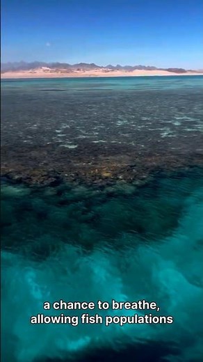 How Marine Protected Areas Preserve Ocean Biodiversity #OceanConservation #MarineLife #OceanScience