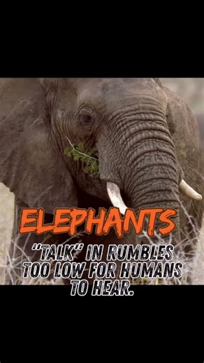 Elephants talk in rumbles...