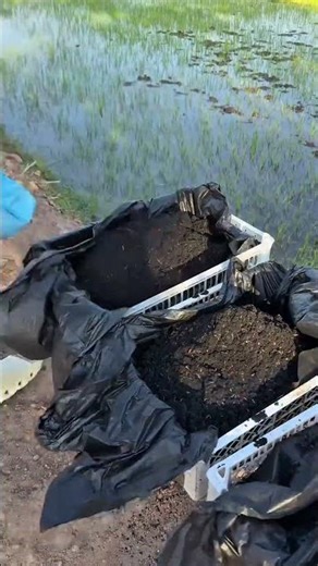 🌿 Brilliant DIY Bamboo Garden Hack! 🎋 #shorts #gardening #diy #lifehacks